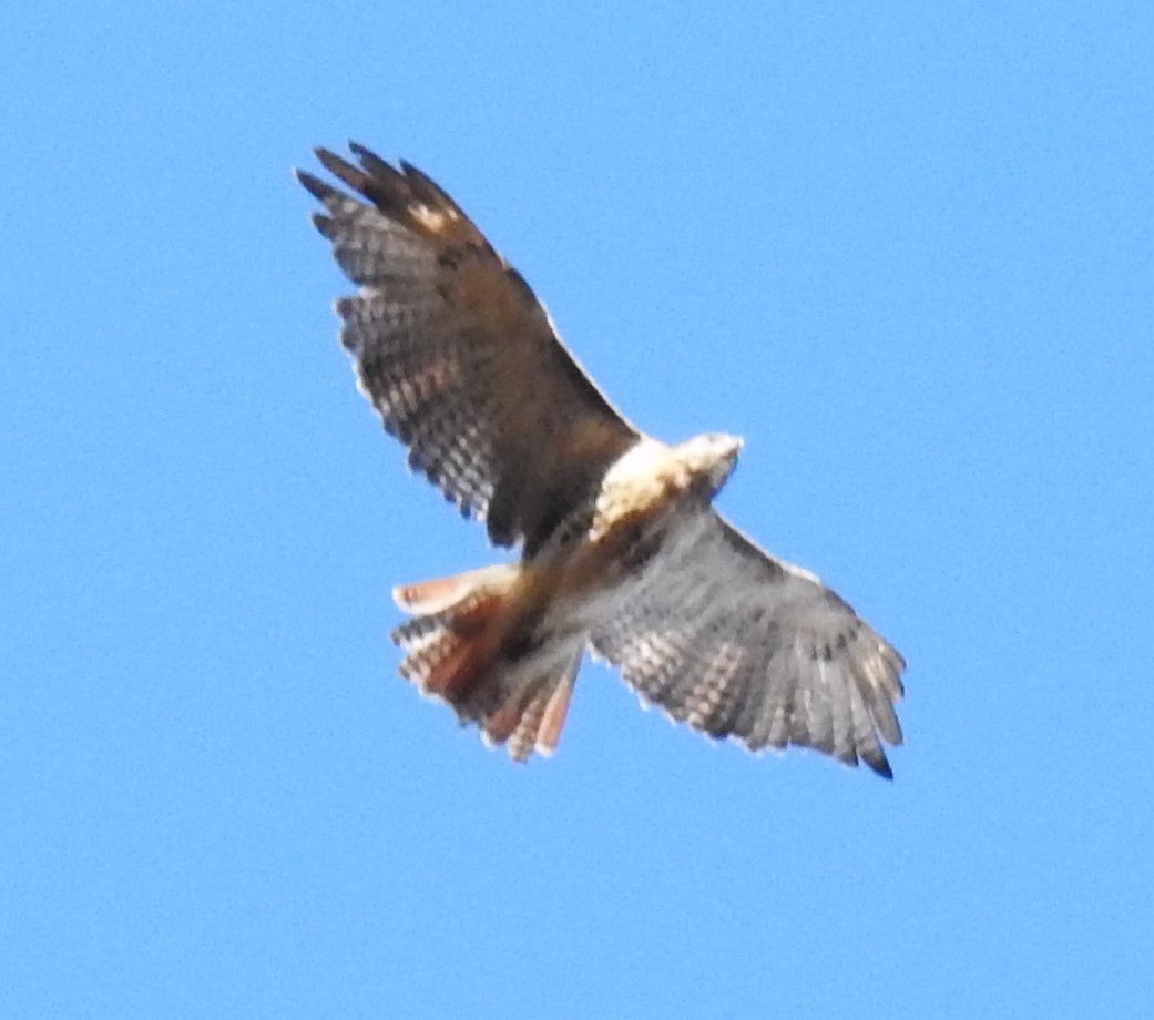 Red-tailed Hawk - ML611105287