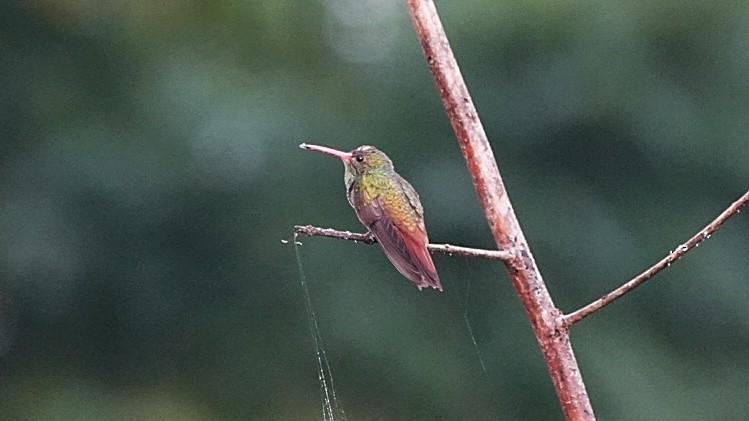 Rufous-tailed Hummingbird - ML611105316