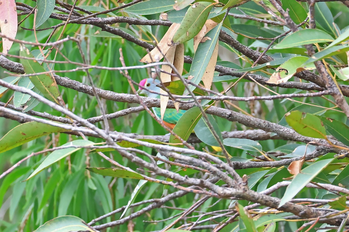 Rose-crowned Fruit-Dove - ML611105394