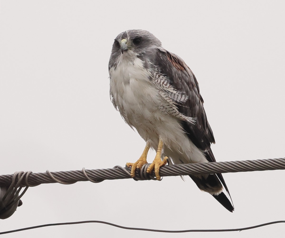 White-tailed Hawk - Fernanda Araujo