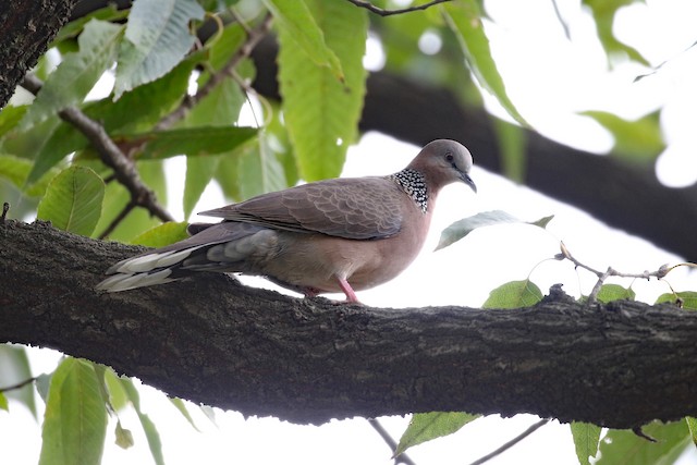Spotted Dove at 上海植物园 (Shanghai Botanical Garden) by Dave Beeke