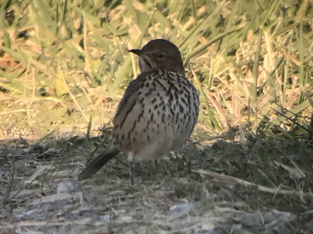 EBird Checklist - 13 Nov 2023 - Edwin B. Forsythe NWR (formerly Brig ...