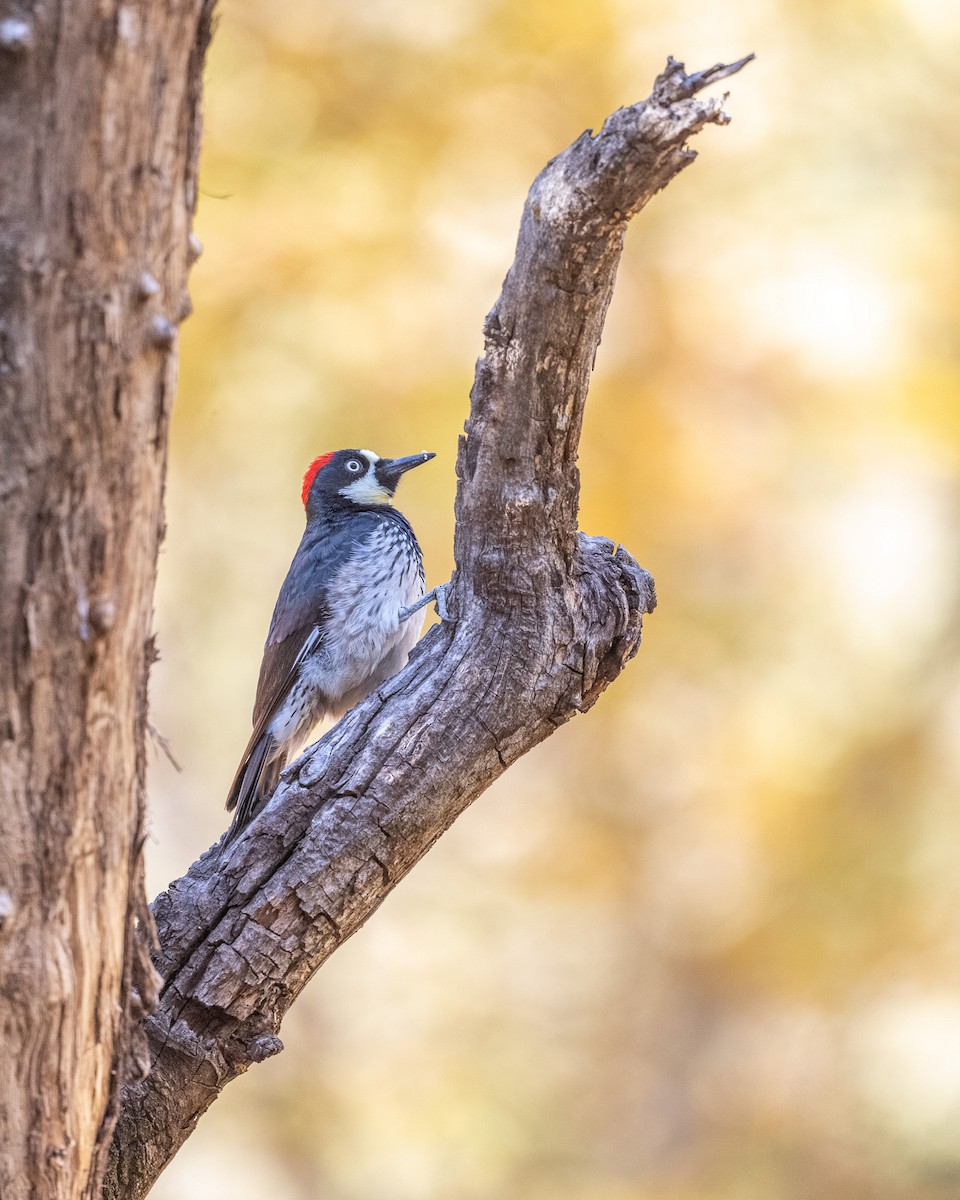 Acorn Woodpecker - ML611105966