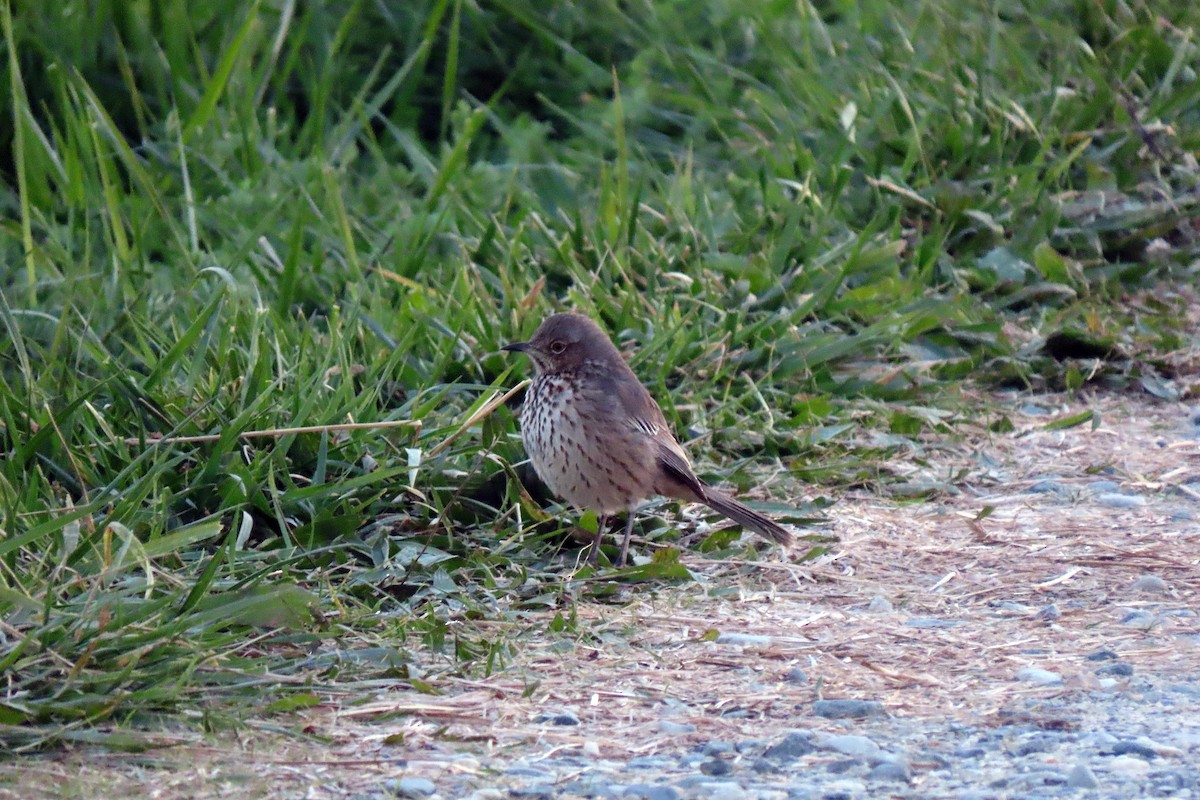 EBird Checklist - 13 Nov 2023 - Edwin B. Forsythe NWR--Wildlife Drive ...