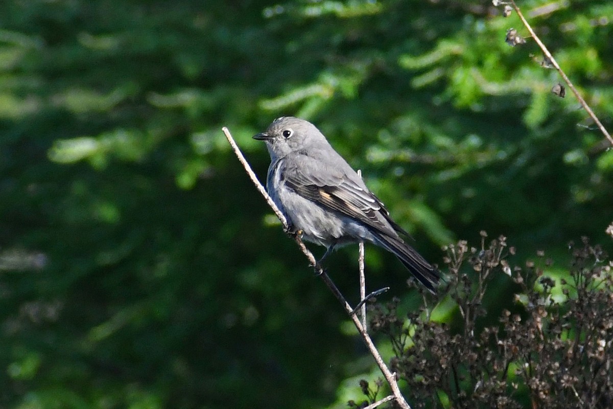 Townsend's Solitaire - ML611106290