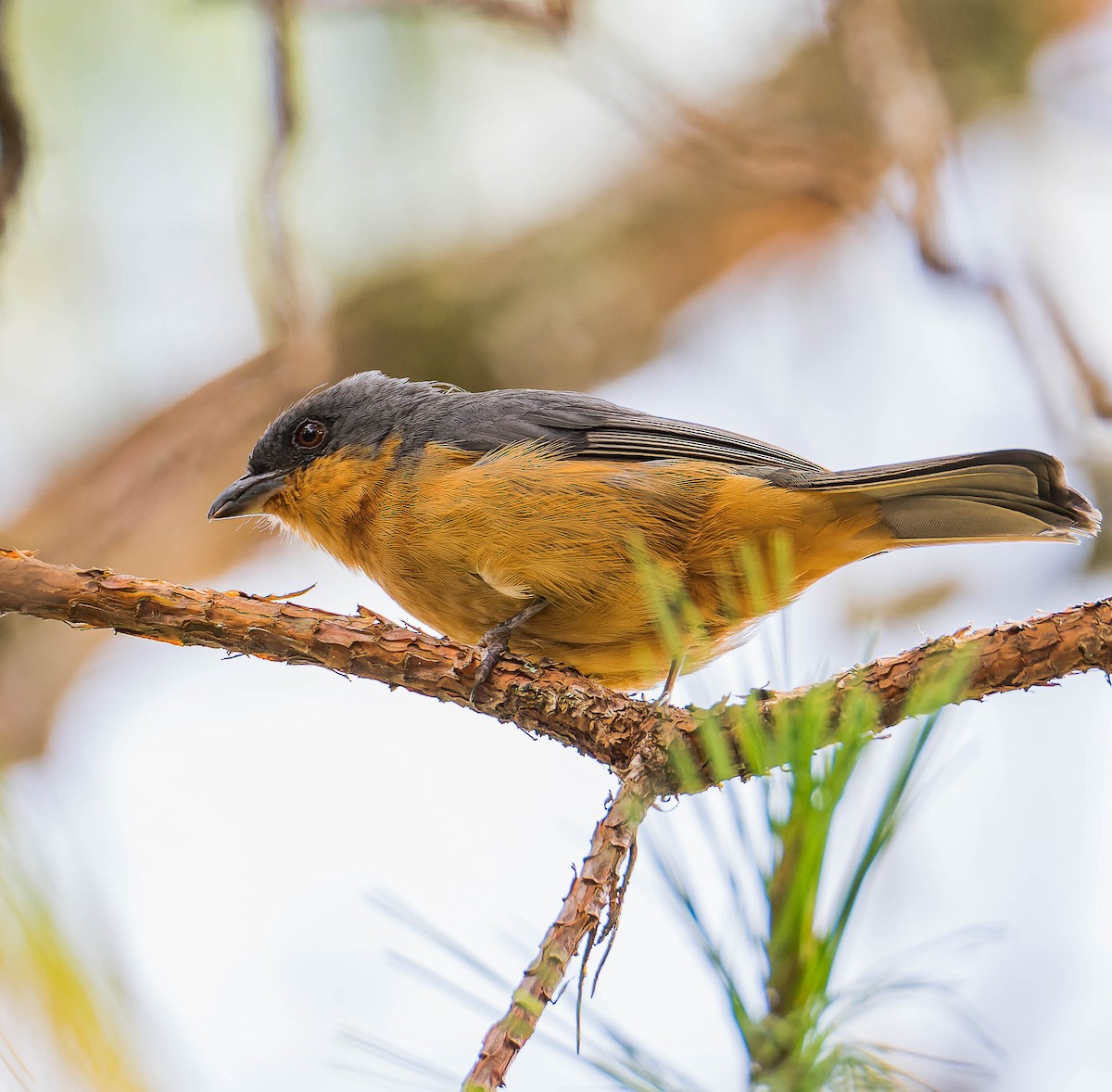 Rufous-crested Tanager - ML611106671