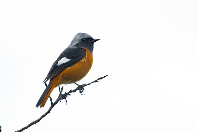 Daurian Redstart at Auto selected 31.14596, 121.38805 by Dave Beeke