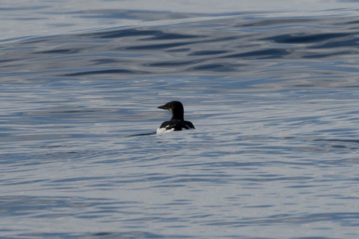 Thick-billed Murre - ML611107192