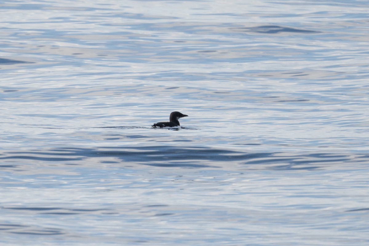 Thick-billed Murre - ML611107193