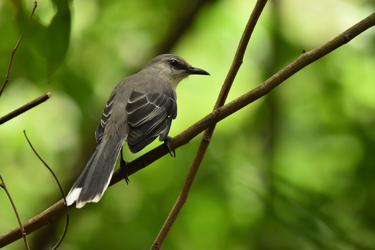 Tropical Mockingbird (San Andres) - ML611107366