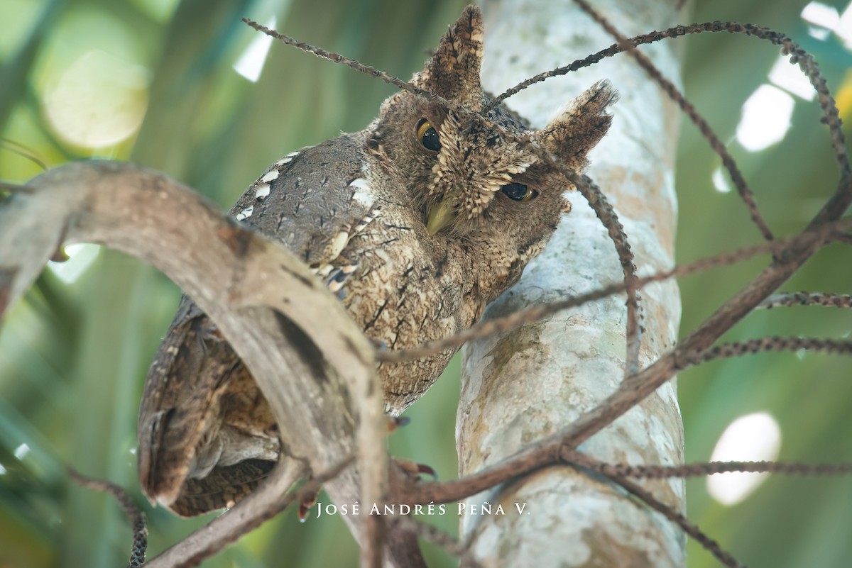 Pacific Screech-Owl - José Andrés Peña Villalobos