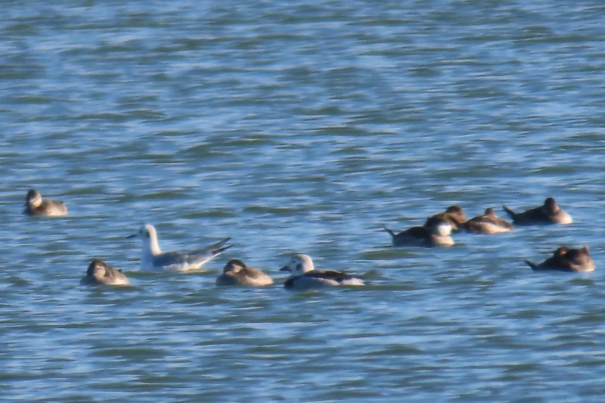 Long-tailed Duck - ML611108268