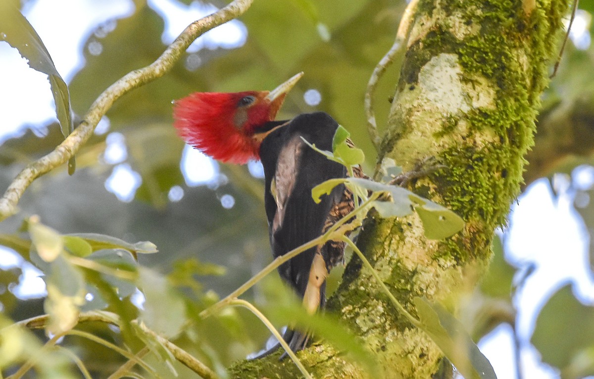 Helmeted Woodpecker - ML611108604