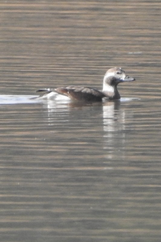 Long-tailed Duck - ML611109183