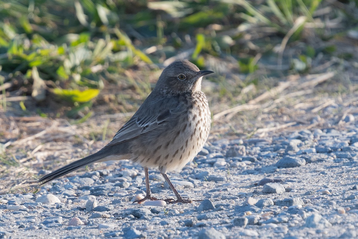 EBird Checklist - 13 Nov 2023 - Edwin B. Forsythe NWR--East Pool - 1 ...