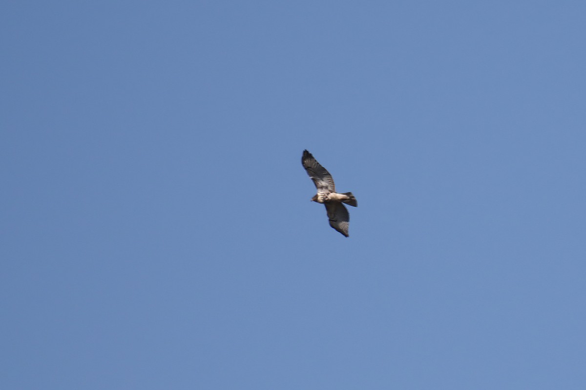 Red-tailed Hawk - ML611109277