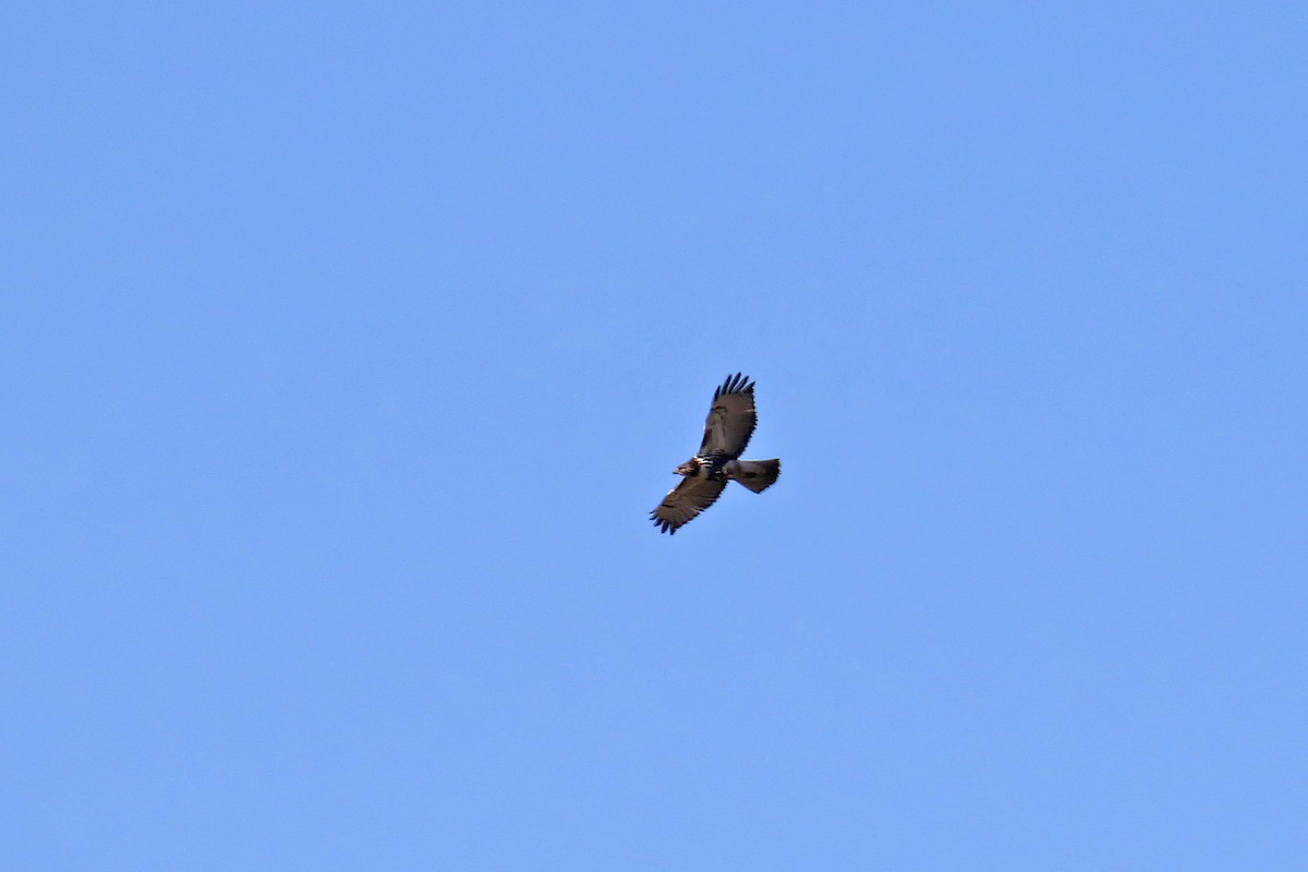 Red-tailed Hawk - ML611109279
