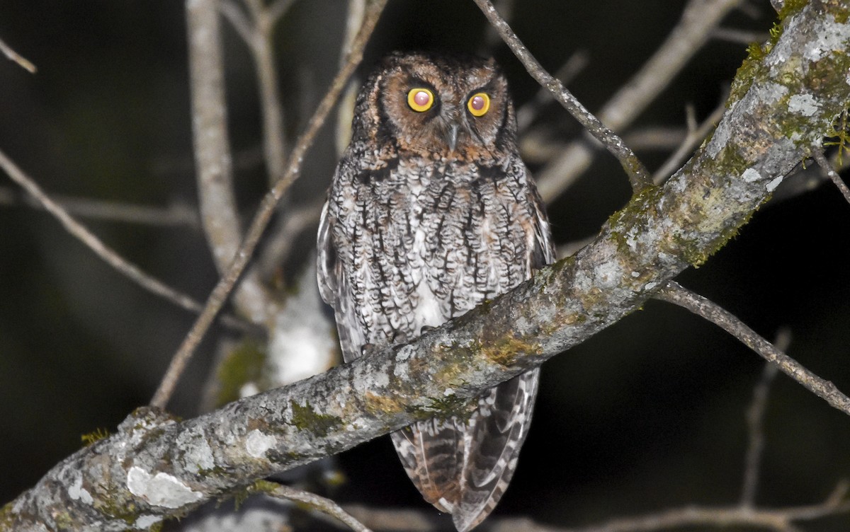 Long-tufted Screech-Owl - ML611109633