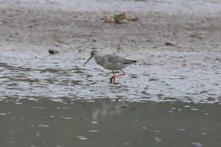 Spotted Redshank at 沙河水库--巩华城半岛 (Shahe Reservoir--Gonghuacheng Peninsula) by Dave Beeke