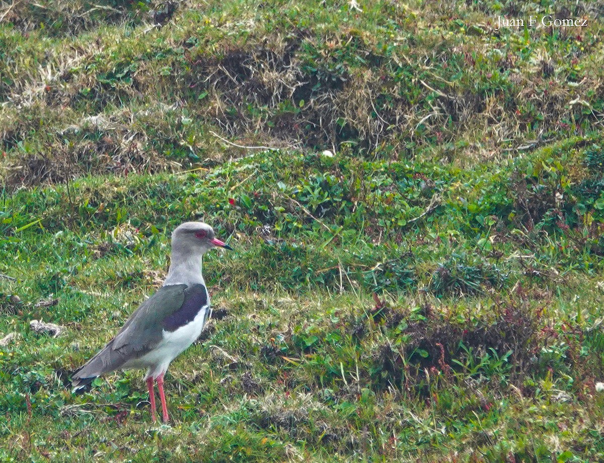 Andean Lapwing - ML611109925