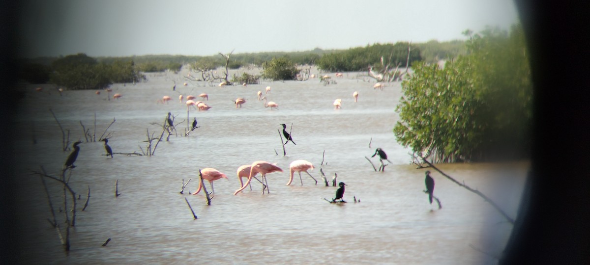 American Flamingo - Tereso Hernández Morales
