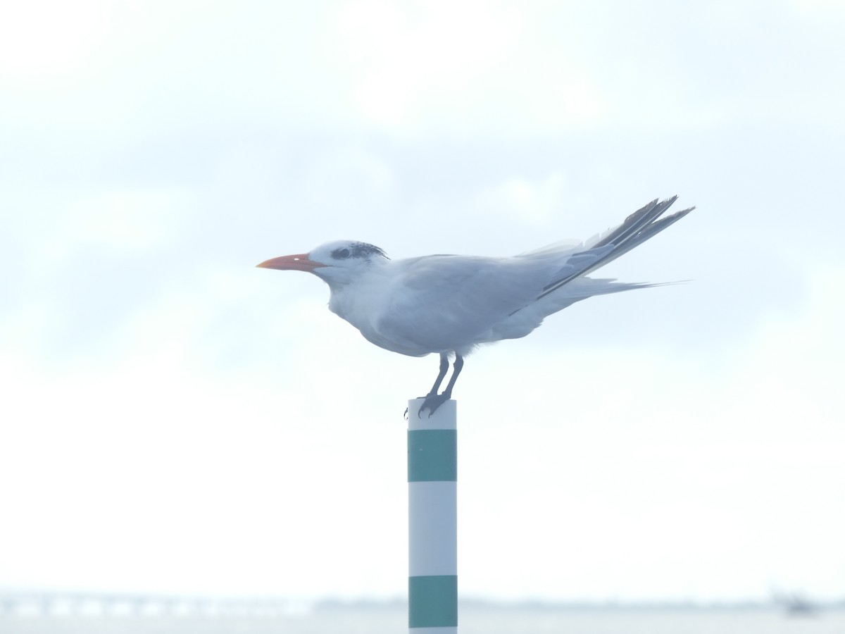 Royal Tern - Rachel DiPietro