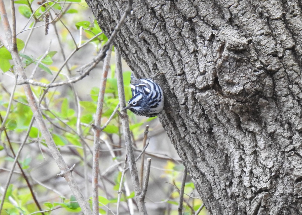 Black-and-white Warbler - ML611110333