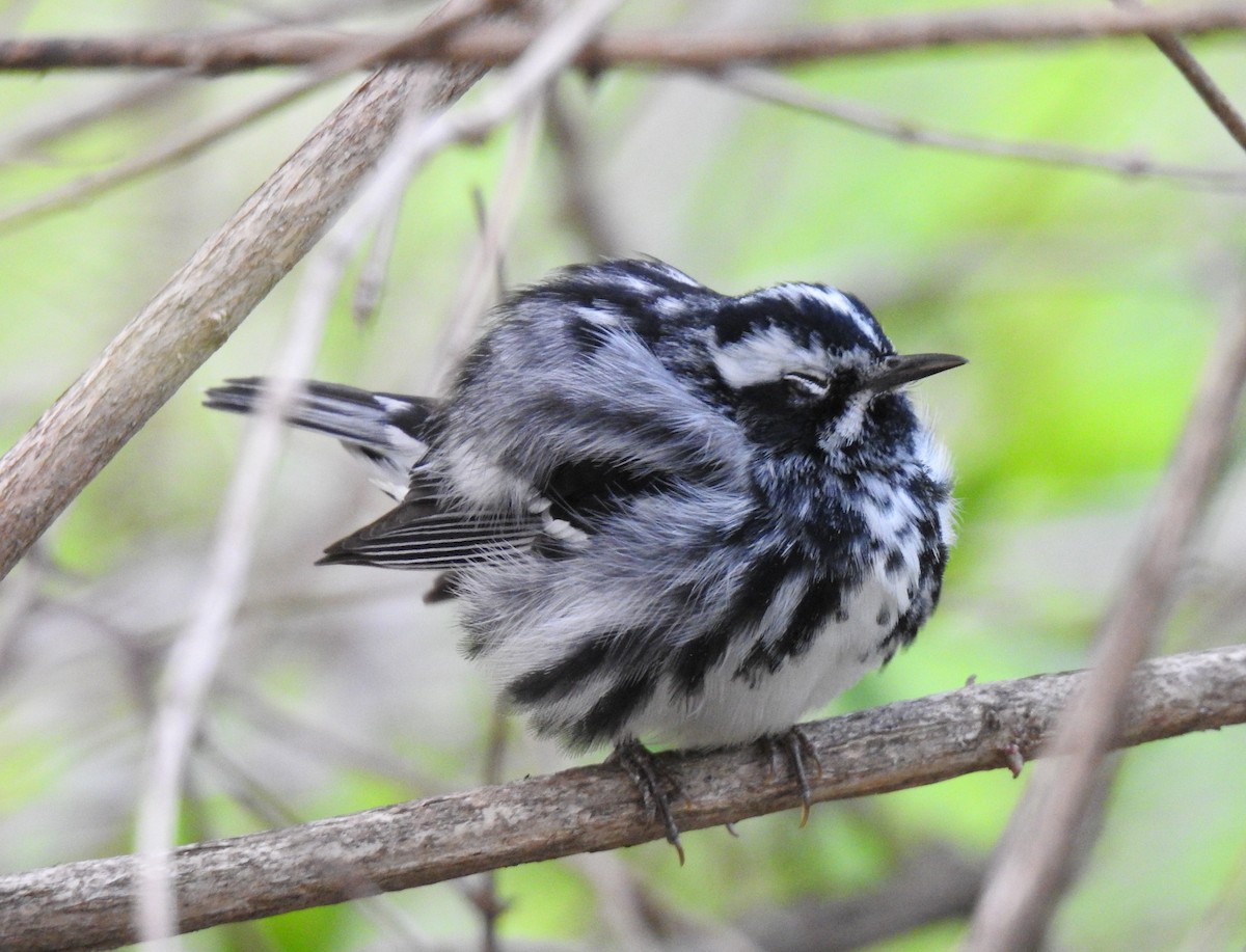 Black-and-white Warbler - ML611110413