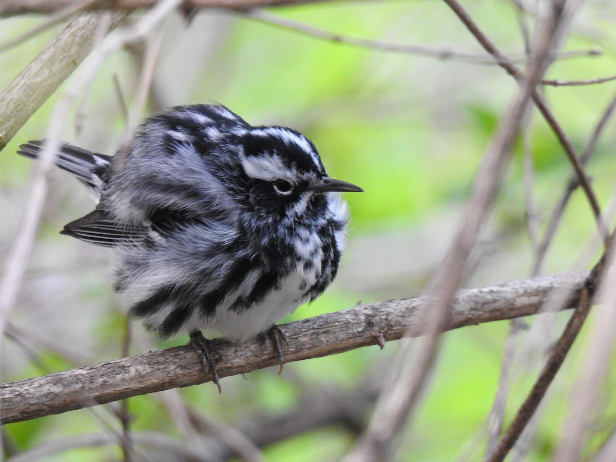 Black-and-white Warbler - ML611110414