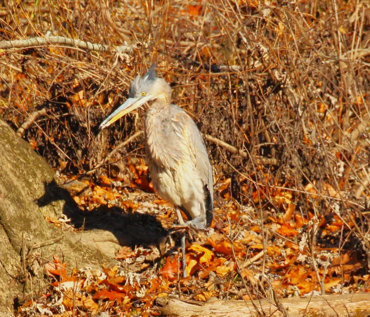 Garza Azulada - ML611110933