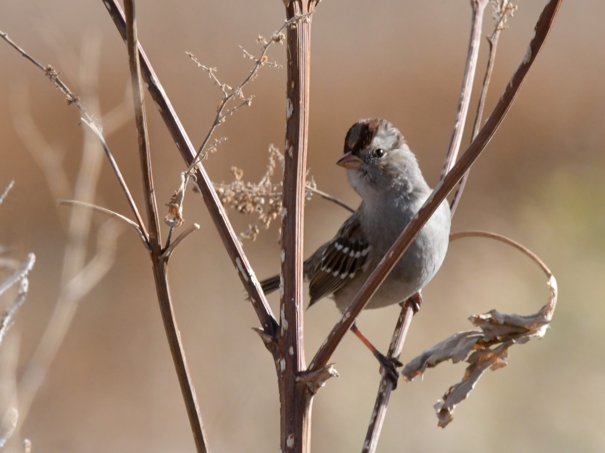 White-crowned Sparrow - David Drews