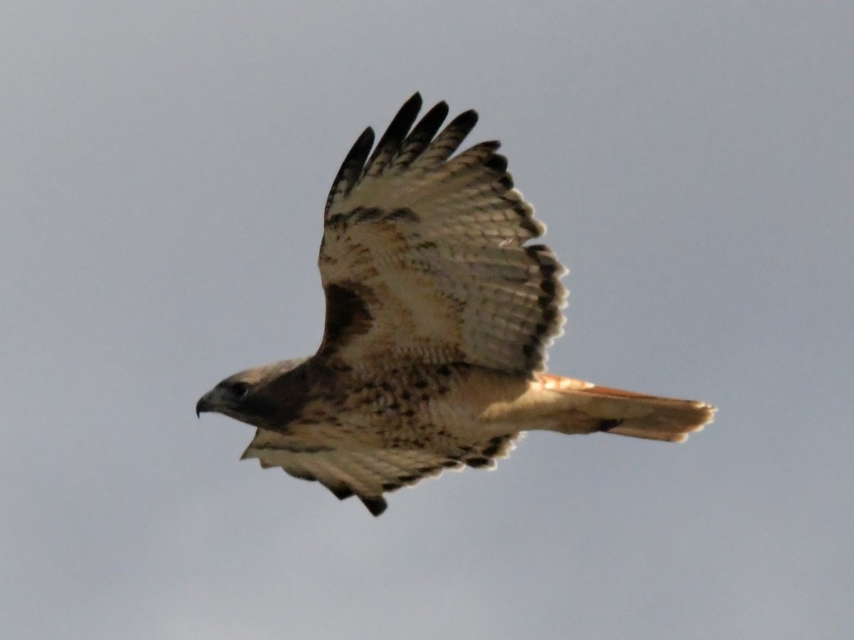 Red-tailed Hawk - ML611111183