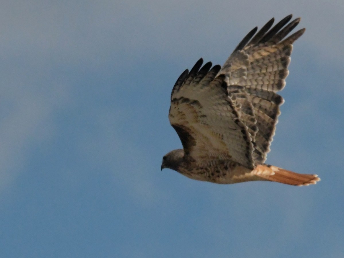 Red-tailed Hawk - ML611111189