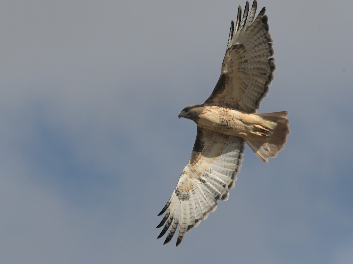 Red-tailed Hawk - ML611111190