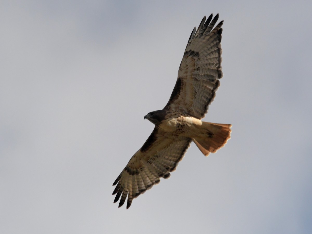 Red-tailed Hawk - ML611111224
