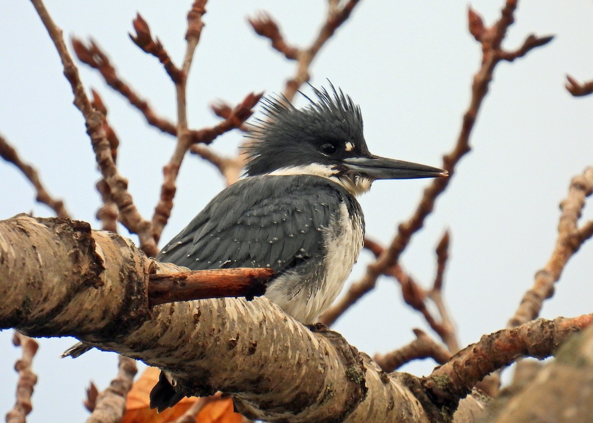 Belted Kingfisher - ML611111396