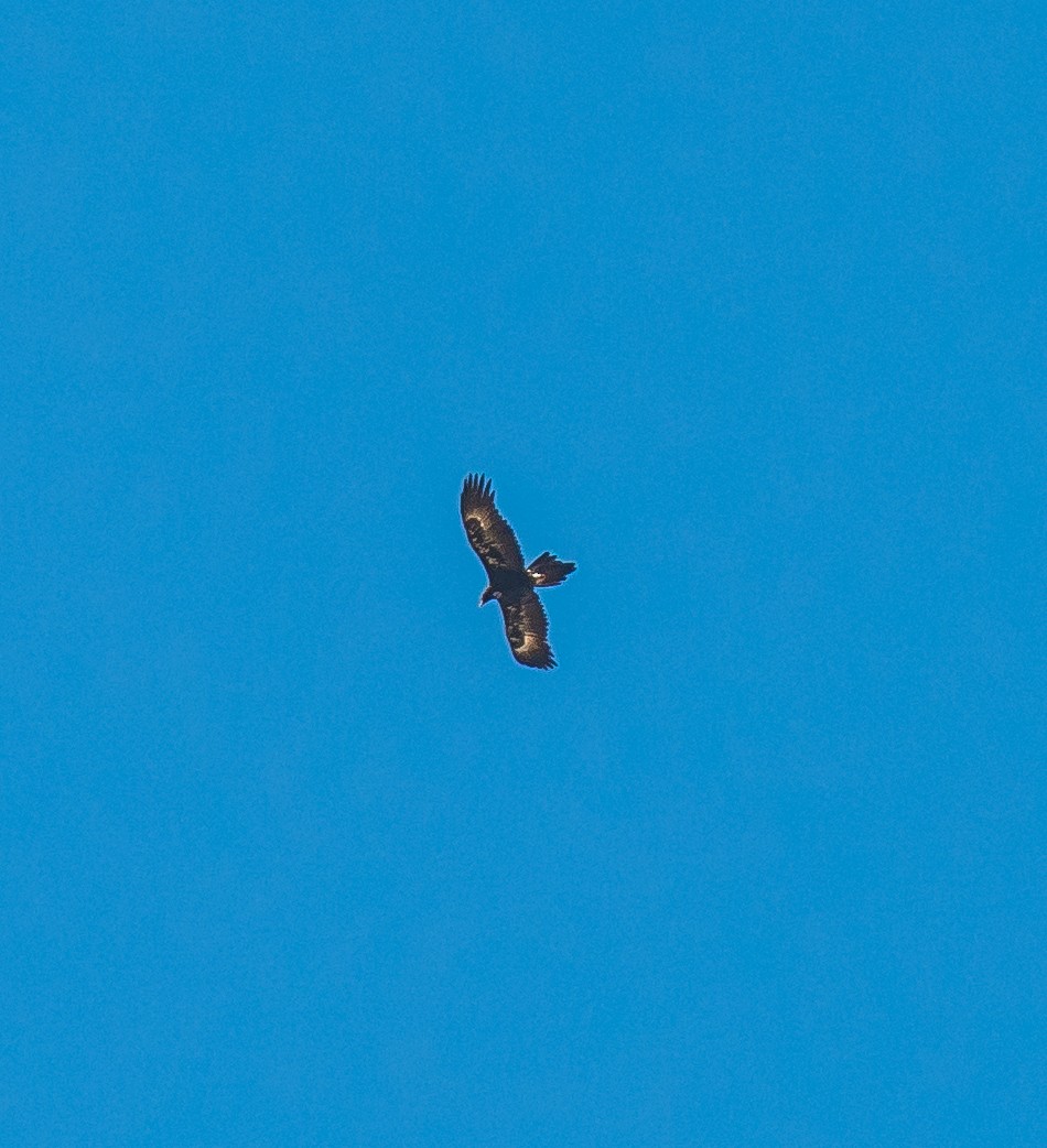Wedge-tailed Eagle - ML611112136