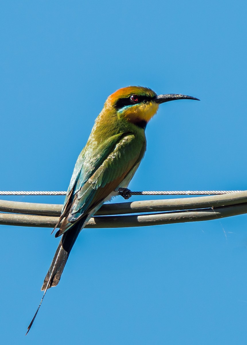 Rainbow Bee-eater - ML611112147