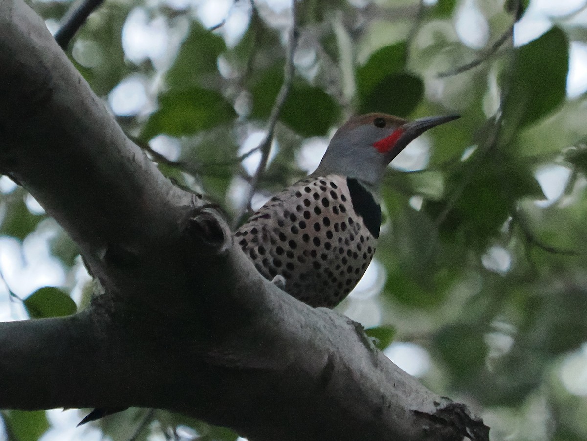 Northern Flicker (Red-shafted) - ML611112246