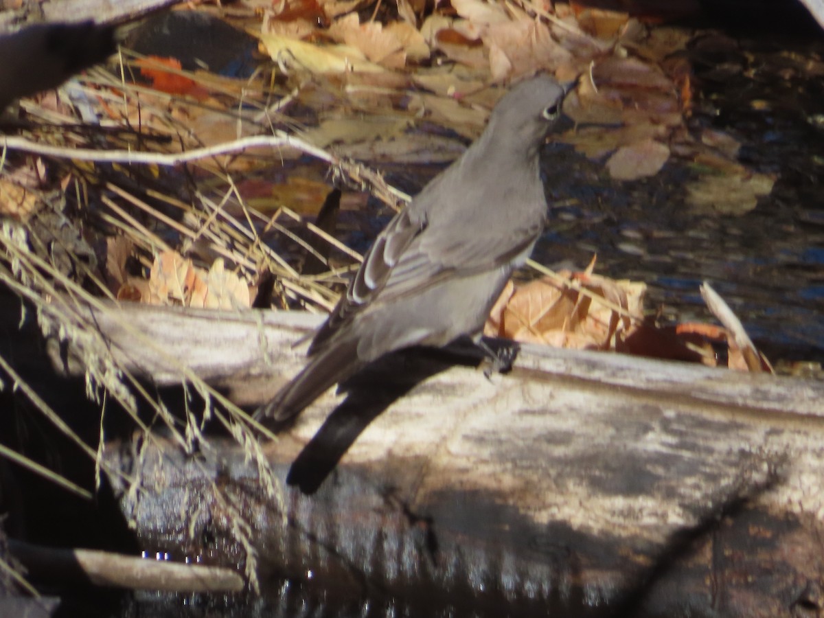 Townsend's Solitaire - ML611112293