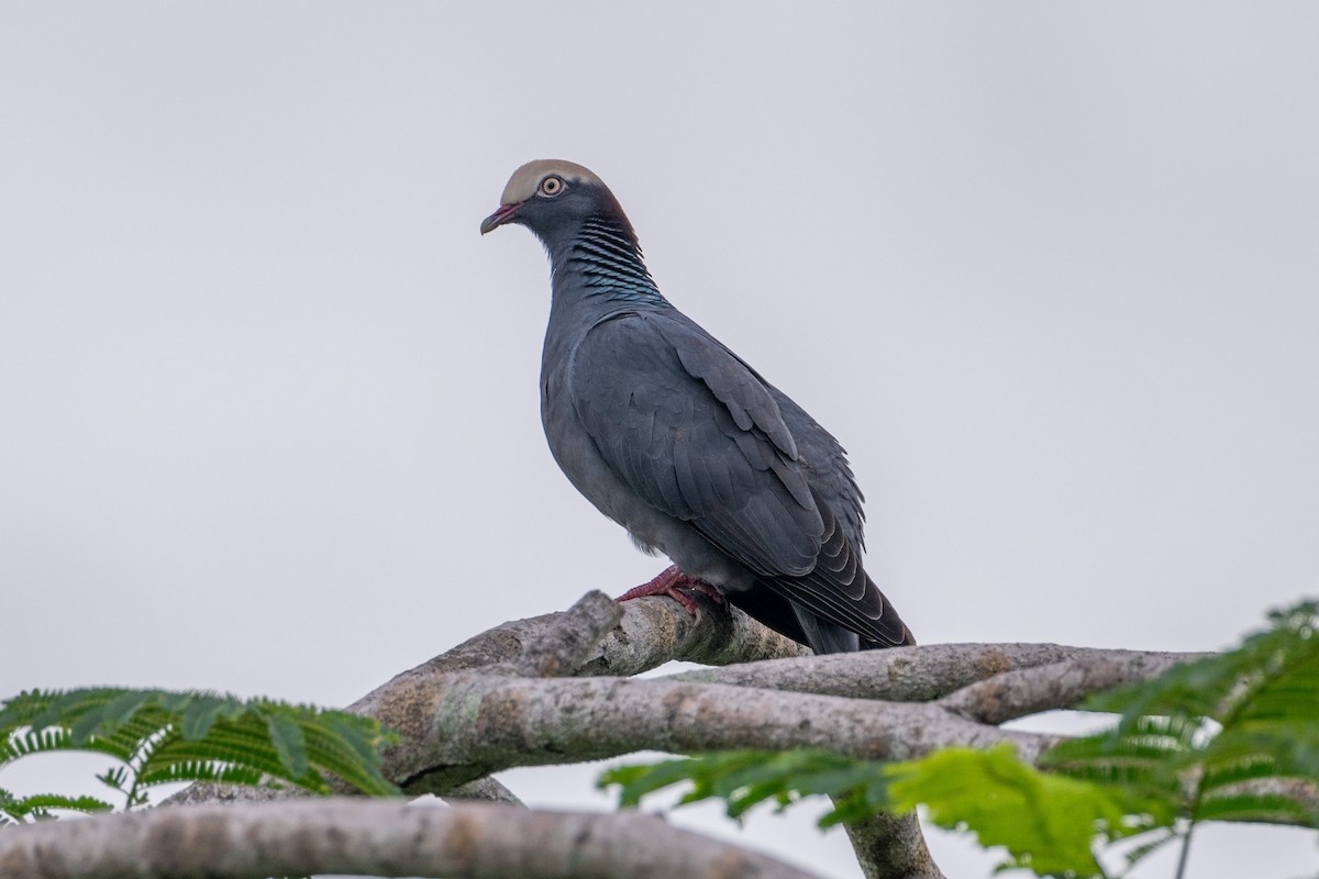 White-crowned Pigeon - ML611112462
