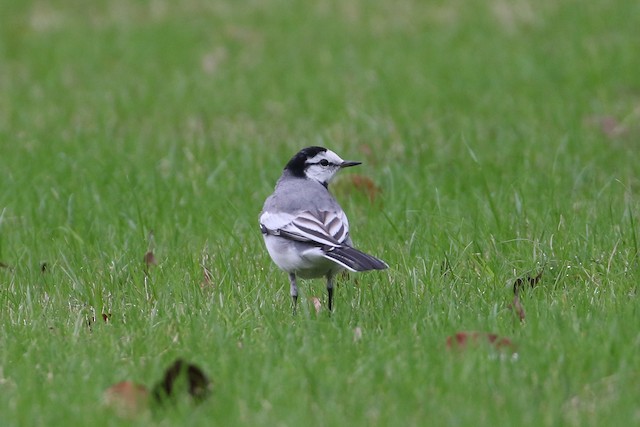 White Wagtail at 凤凰湖公园 (Fenghuang Lake Park) by Dave Beeke