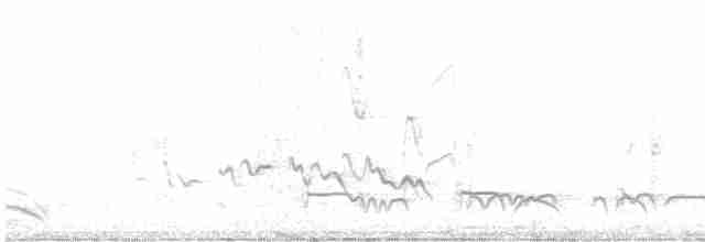 Лінивка-смугохвіст плямистобока (підвид maculatus) - ML611113332