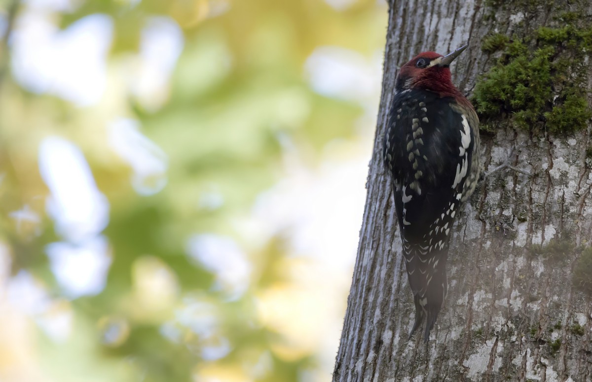 Red-breasted Sapsucker - ML611113372