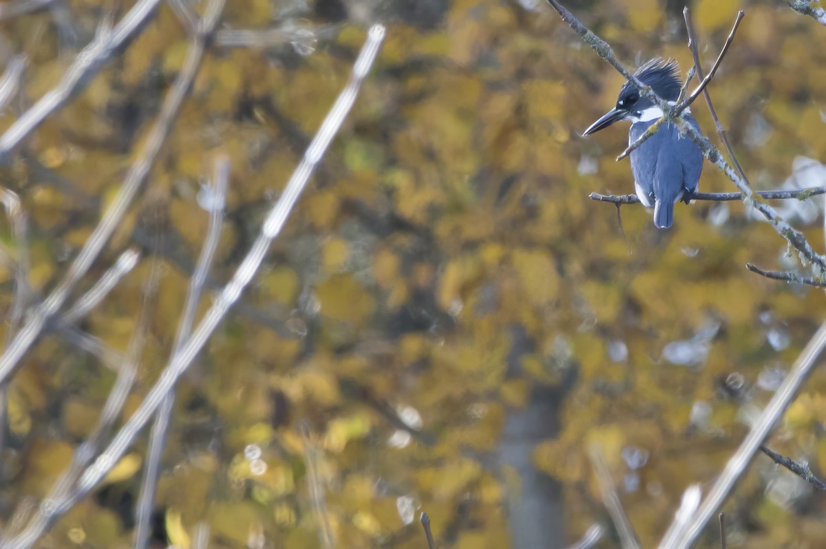 Belted Kingfisher - ML611113384