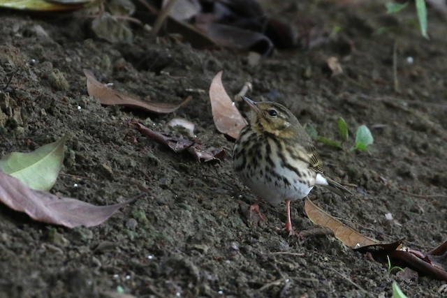 Olive-backed Pipit at 凤凰湖公园 (Fenghuang Lake Park) by Dave Beeke