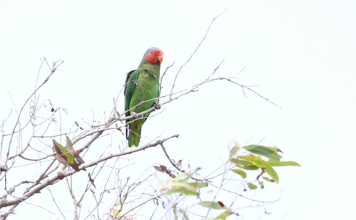 Red-cheeked Parrot - ML611113545