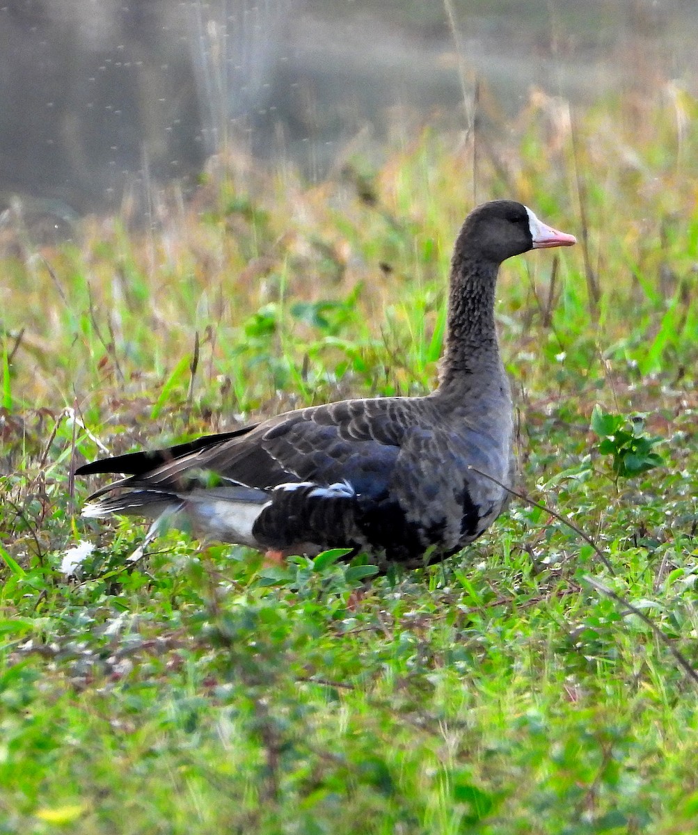 eBird Checklist 12 Nov 2023 Kisatchie NFKincaid Reservoir 20