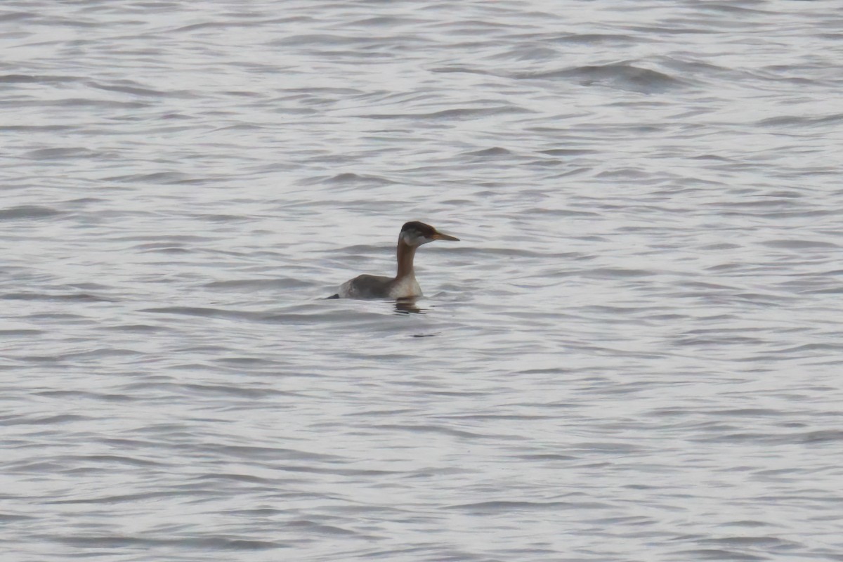 Red-necked Grebe - ML611113972