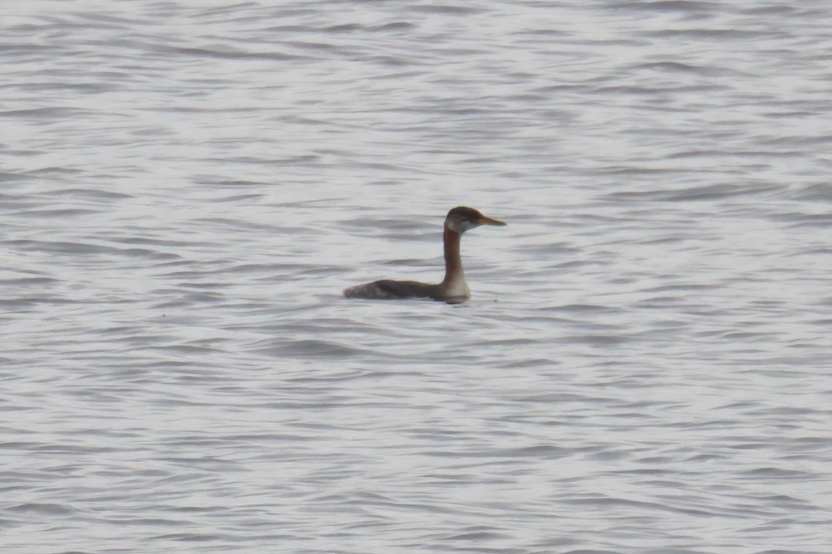 Red-necked Grebe - ML611113973